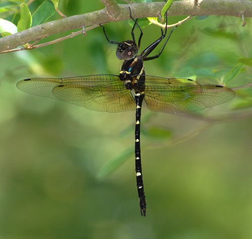 Male
2007_06_20_Floyd